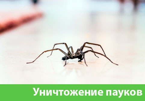 Избавиться от пауков в городе Еманжелинск