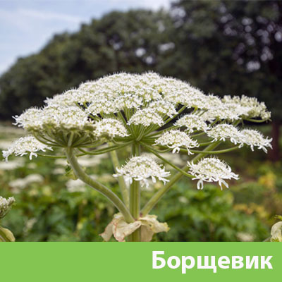 Борщевик в Еманжелинске