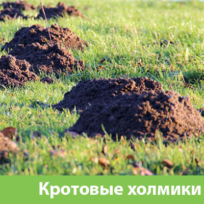 Кроты на участке в Еманжелинске