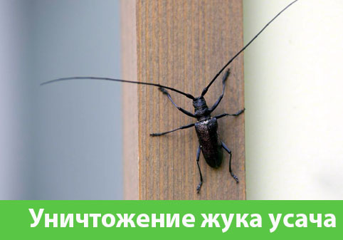 Обработка от жука усача в городе Еманжелинск