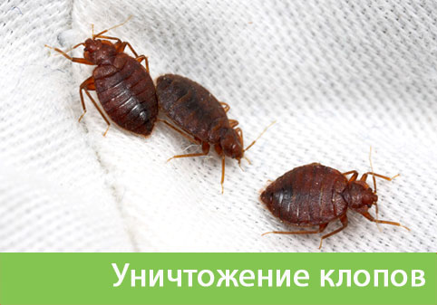 Уничтожение клопов в городе Еманжелинск