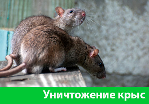 Уничтожение крыс в городе Еманжелинск