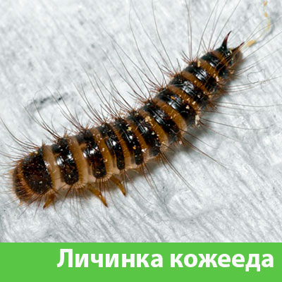 Личинка Кожееда в Еманжелинске