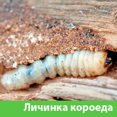 Уничтожение личинок короеда в Еманжелинске