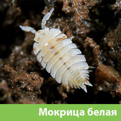 Мокрица в Еманжелинске фото
