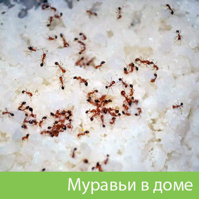 Муравьи в доме в Еманжелинске