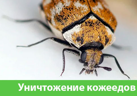 Обработка от кожееда в городе Еманжелинск 