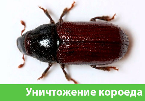 Обработка от короеда в городе Еманжелинск