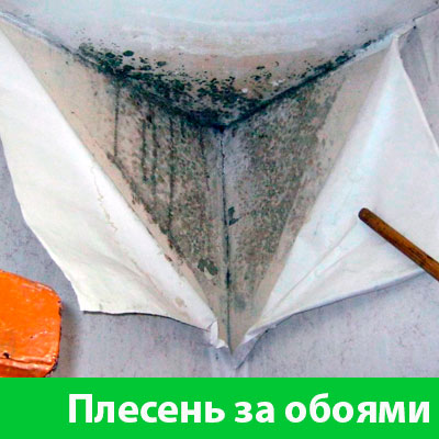 Удаление плесени в Еманжелинске