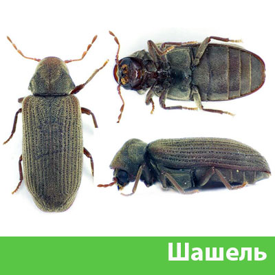 Обработка от шашеля в городе Еманжелинск