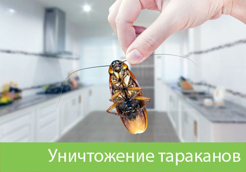 Уничтожение тараканов в городе Еманжелинск