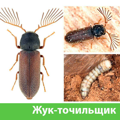 Уничтожение точильщика и личинок в Еманжелинске