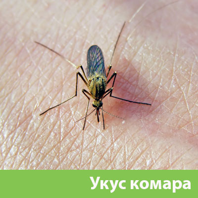 Укусы комаров в Еманжелинске