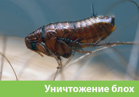 Уничтожение блох в городе Еманжелинск