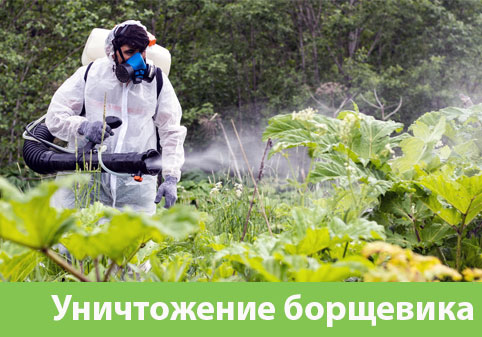 Уничтожение Борщевика в городе Еманжелинск