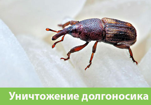Уничтожение долгоносиков в городе Еманжелинск