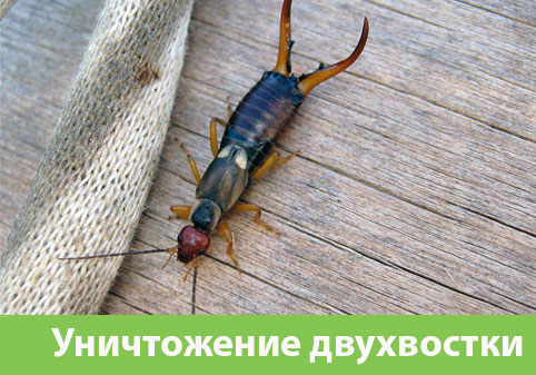 Уничтожение двухвостки в городе Еманжелинск