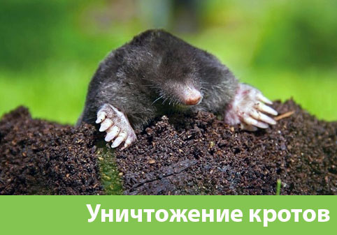 Уничтожение кротов в городе Еманжелинск