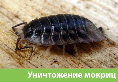 Мокрицы в квартире в городе Еманжелинск
