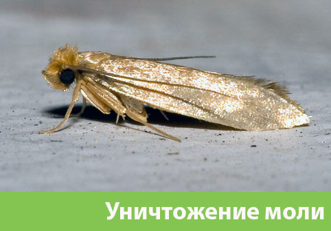 Уничтожение моли в городе Еманжелинск 