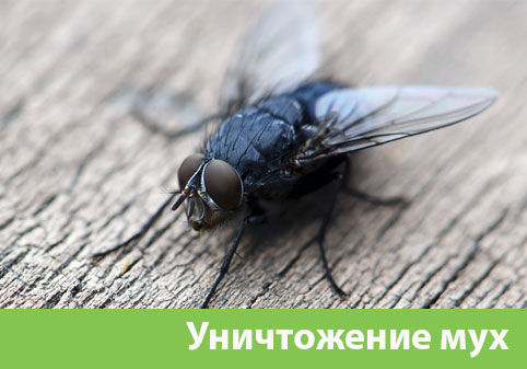 Уничтожение мух в городе Еманжелинск