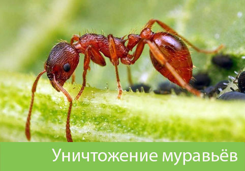 Уничтожение муравьёв в городе Еманжелинск