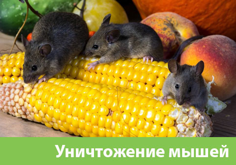 Уничтожение мышей в Еманжелинске