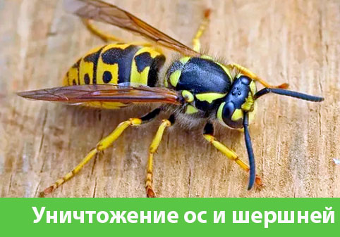 Уничтожение ос и шершней в городе Еманжелинск