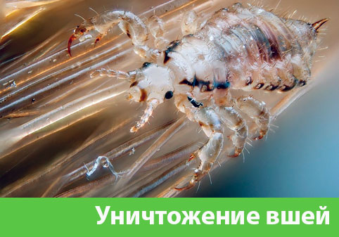 Уничтожение вшей в городе Еманжелинск
